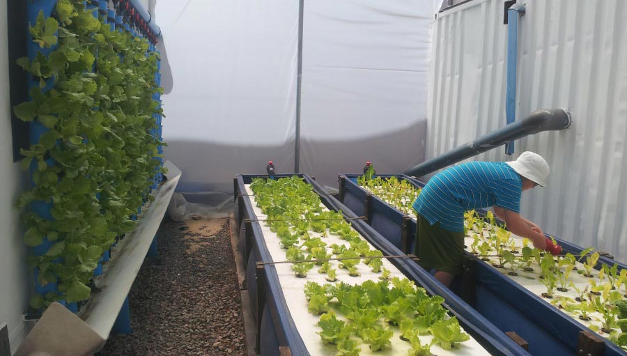 aquaponics farming in container 