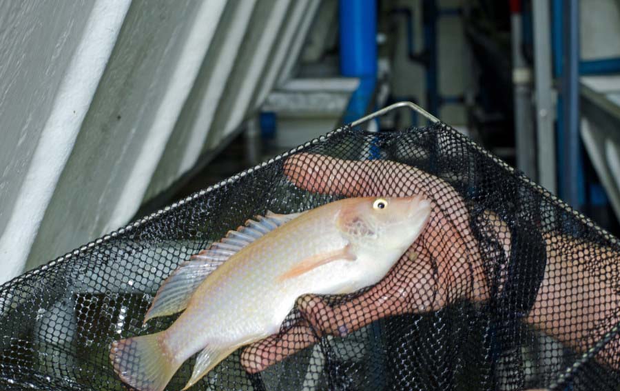 philippi fish farm container 