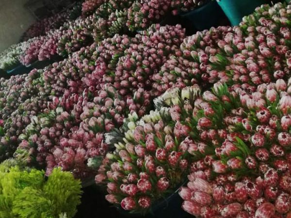 protea cullifest big box containers