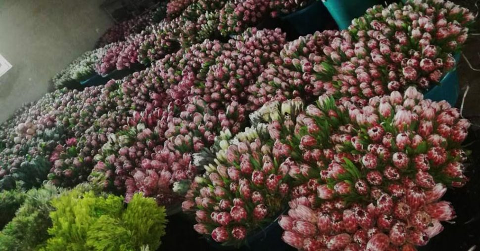 protea cullifest big box containers